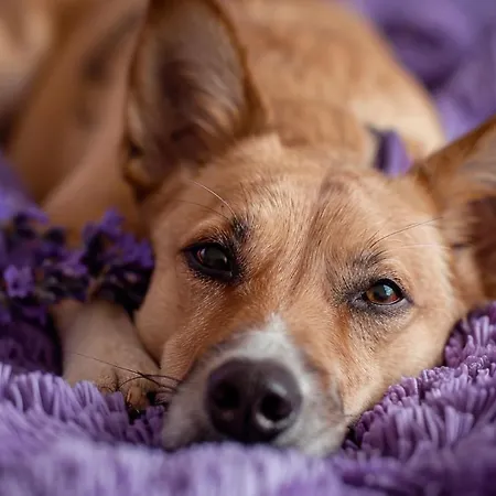 Lux Modern Apartament Polanica-Zdrój