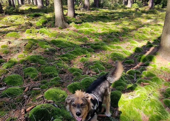 Lux Modern Apartment